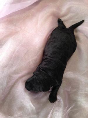 PPD, polydactyly in the hind limb is a developmental trait that can restore the fifth digit under the foot of a Giant schnoodle that was lost in evolution!